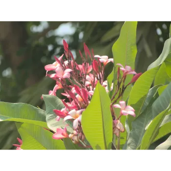   Organic  Plumeria Plant
